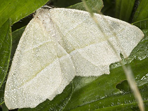 Light Emerald, Campaea margaritata, covered with dew.  Moth trap on West Wickham Common, September 2012.  Photo by Bill Welch.