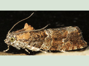 Eudemis profundana, a Tortrix.  Moth trap on West Wickham Common, August 2012.  Photo by Bill Welch.