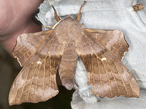 Poplar Hawkmoth, Laothoe populi.  Moth trap on West Wickham Common, July 2012.  Photo by Bill Welch.