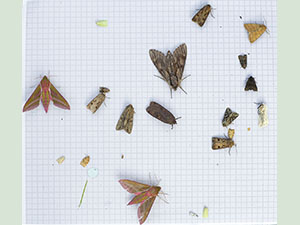 Some of the June moth catch, resting on measuring paper.  Moth trap on West Wickham Common, June 2012.  Photo by Bill Welch.