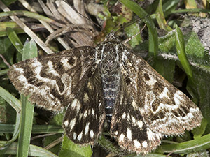 Mother Shipton, Callistege mi, on Farthing Downs in June.  Photo by Bill Welch.
