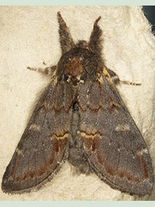 Iron Prominent, Notodonta dromedarius. Moth trap on West Wickham Common, August 2012.  Photo by Bill Welch.