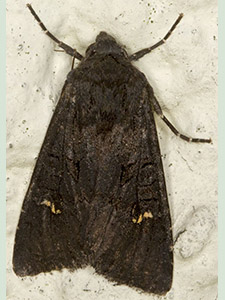Black Rustic, Aporophyla nigra.  Moth trap on West Wickham Common, October 2012.  Photo by Bill Welch.