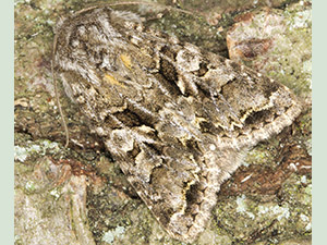 Shears, Hada plebeja.  Moth trap on West Wickham Common, May 2012.  Photo by Bill Welch.