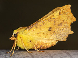 Canary-shouldered Thorn, Ennomos alniaria.  Moth trap on West Wickham Common, August 2012.  Photo by Bill Welch.