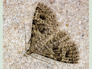 Twenty-plume Moth, Alucita hexadactyla, in Chipstead Caves in February 2013. Photo by Bill Welch.