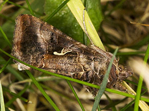 Silver Y, Autographa gamma, in the grass.  Moth trap on West Wickham Common, September 2012.  Photo by Bill Welch.