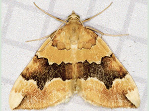 Barred Yellow, Cidaria fulvata.  Moth trap on West Wickham Common, June 2012.  Photo by Bill Welch.