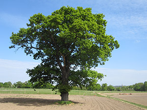 An Oak tree on Hayes Street Farm in April. Photo by Bill Welch.