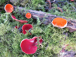 Orange and red Scarlet Elfcups, Sarcoscypha austriaca. Photo by Trudy Fleming.