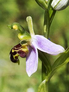 Flower of a Bee Orchid, Ophrys apifera.