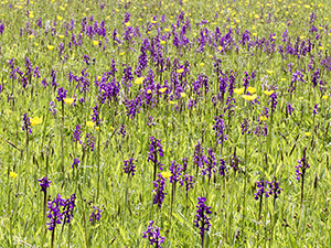 Green-winged Orchids, Anacamptis morio, and Meadow Buttercups, Ranunculus acris, in Marden Meadow on 25 May 2013.  Photo by Bill Welch.
