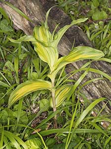 Variegated Broadleaved Helleborine.
