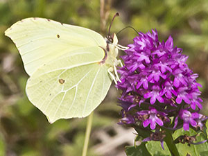 A Brimstone butterfly, Gonepteryx rhamni, attempting to feed from a Pyramidal Orchid, Anacamptis pyramidalis.