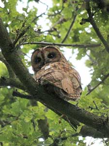 Tawny Owl in Crofton Woods, 2014.  Photo by Heather Rowson.