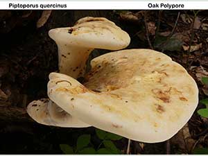 Oak Polypore, Piptoporus quercinus, in Beechen Wood, Lullingstone, August 2016. Photo by Mario Tortelli.