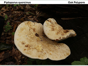 Oak Polypore, Piptoporus quercinus, in Beechen Wood, Lullingstone, August 2016. Photo by Mario Tortelli.