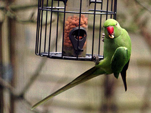 Rose-ringed Parakeet, Psittacula krameri, at a feeder in West Wickham. Photo by Bill Welch.