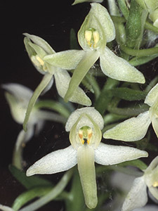 Lesser Butterfly Orchid, Platanthera bifolia.