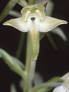 Greater Butterfly Orchid, Platanthera chlorantha.