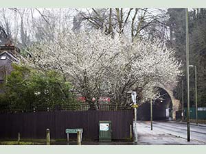 Cherry Plum at the end of Repton Road, Orpington, in late January 2016.  Petals already falling. Photo by Bill Welch.