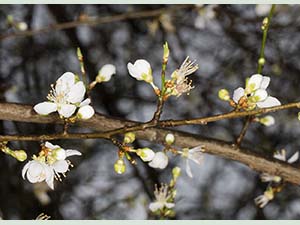 Cherry Plum at the end of Repton Road, Orpington, in late January 2016.  Photo by Bill Welch.