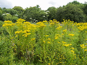 Common Ragwort, Senecio jacobaea; Hogweed, Heracleum sphondylium; Creeping Thistle, Cirsium arvense.  Dryhill Local Nature Reserve, 4 August 2012.  Photo by Bill Welch.