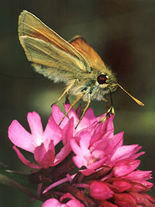 Skipper butterfly on a Pyramidal Orchid, Anacamptis pyramidalis.