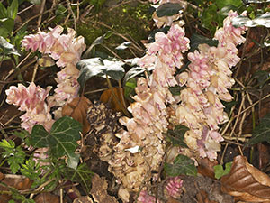 Toothwort, Lathraea squamaria.  Cuckoo Wood, High Elms, 21 April 2013. Photo by Bill Welch.