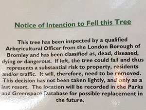Notice to fell a beech in The Knoll, Hayes.  Photographed on 3 October 2013.