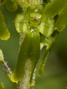 Flower of a Common Twayblade, Neottia ovata.