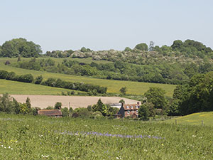 View down a dry valley between Andrews Wood and Meenfield Wood, towards Timberden Farm, with patches of Germander Speedwell, Veronica chamaedrys. May 2012.  Photo by Bill Welch.