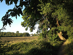 Spring Park meadow from the base of the wood in September.  Photo by Bill Welch.