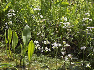 Water-violet, Hottonia palustris, Water Plantain, Alisma plantago-aquatica, and Water Mint, Mentha aquatica, in Marden Meadow pond on 25 May 2013.  Photo by Bill Welch.
