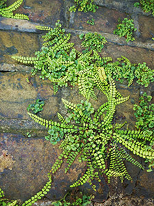 Orange Wall Rue, Asplenium ruta-muraria, and Maidenhair Spleenwort, Asplenium trichomanes, at Chelsfield station. Photo by Bob Francis.