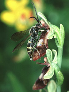 Male Digger Wasp on a Fly Orchid, Ophrys insectifera.