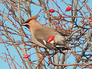 Waxwing, Bombycilla garrulus, in Hextable Park on 9 Jan 2013.  Photo courtesy of Andy Meaton.