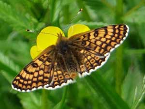 Glanville Fritillary, Melitaea cinxia, female, on Hutchinson's Bank, 28 May 2016. Photo by Margaret Willis.