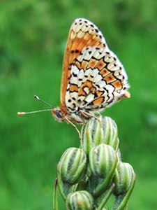 Glanville Fritillary, Melitaea cinxia, male, on Hutchinson's Bank, 28 May 2016. Photo by Margaret Willis.