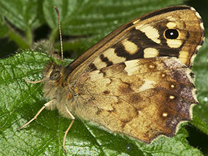 Speckled Wood, Pararge aegeria, in Meenfield Wood in May.  Photo by Bill Welch.